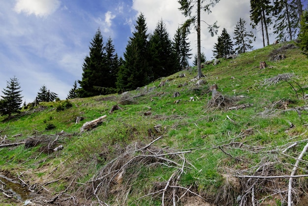 伐採された木と壊れた枝と曇り空を背景にした山の植生のある森