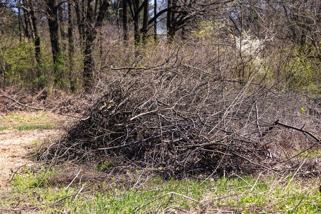 Foto una foresta con un albero morto e alcuni rami