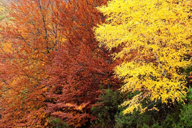 Forest with a different colors in autumn