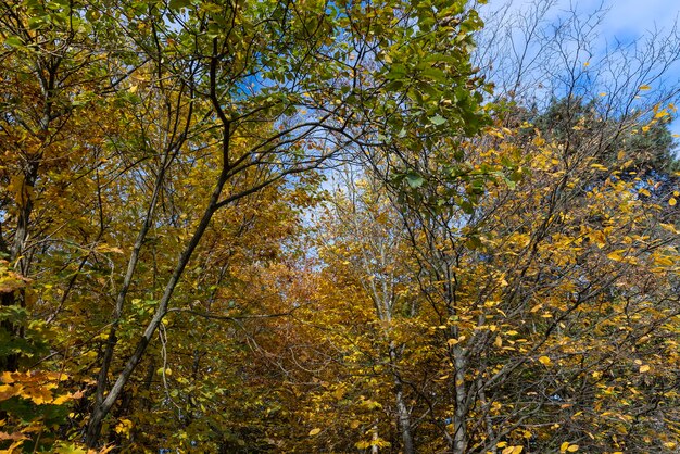 A forest with different trees in the autumn season