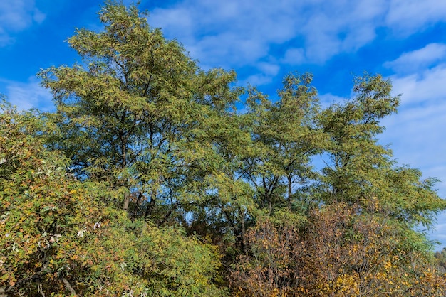 A forest with different trees in the autumn season