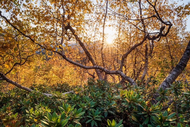 Forest with fall foliage