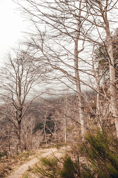 Foto foresta con alberi caduti e foglie in autunno