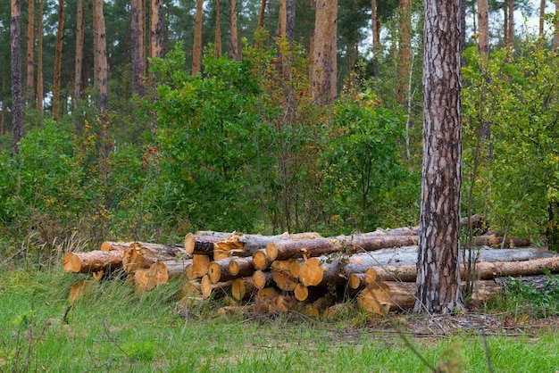 Forest with felled trees