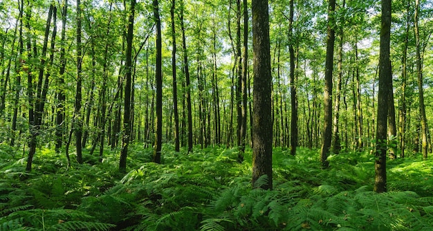 Forest with ferns covering the Ground