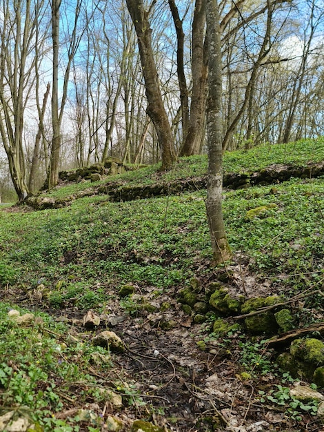A forest with a few small plants and a few small flowers on the ground.