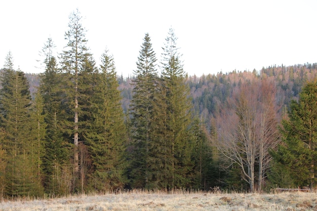 Photo a forest with a few trees and a forest with a forest in the background