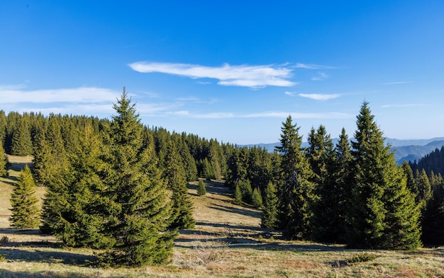 Лес с елями и горной растительностью на склоне холма в горах Родопи на фоне облачного неба