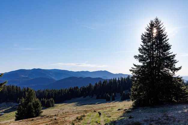 Foresta con abeti e vegetazione di montagna sul pendio della collina nei monti rodopi sullo sfondo del cielo nuvoloso