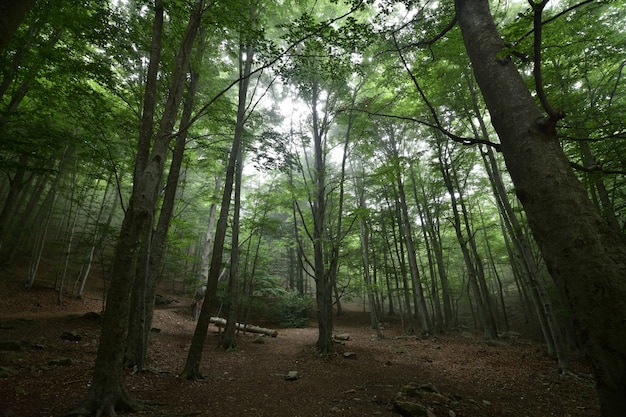 forest with fog