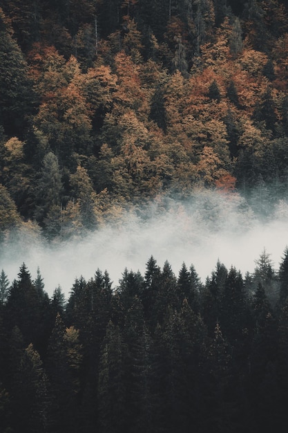 a forest with a foggy background and a forest with trees in the background