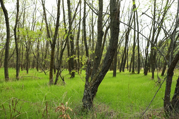 Forest with fresh green leaves and grass