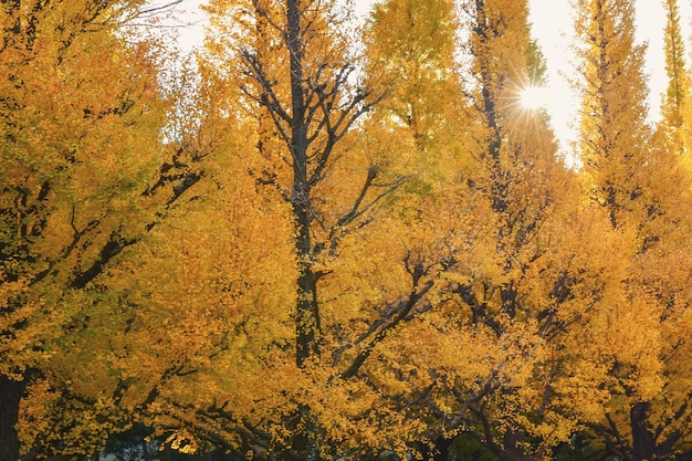写真 秋の黄金色の葉の森、黄色の木々と太陽の美しい秋の風景。