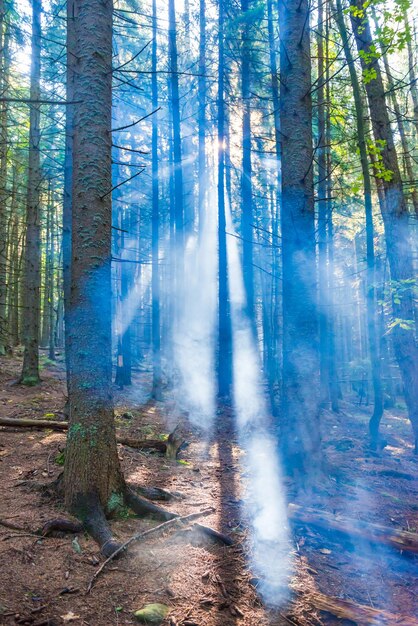 Forest with green mist trees