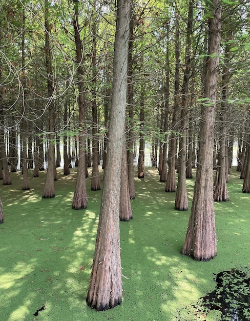 A forest with green moss on the ground and a pond in the middle.