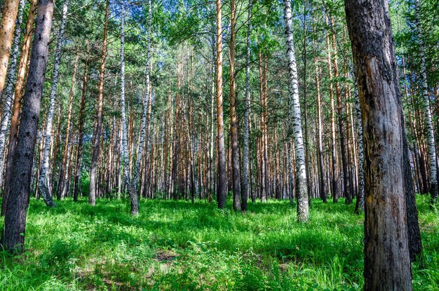 Foto una foresta con molti alberi ed erba