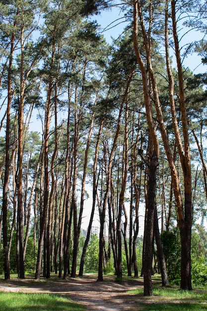 A forest with a lot of trees and a sign that says'the word forest '