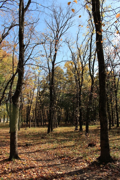 Foto una foresta con molti alberi