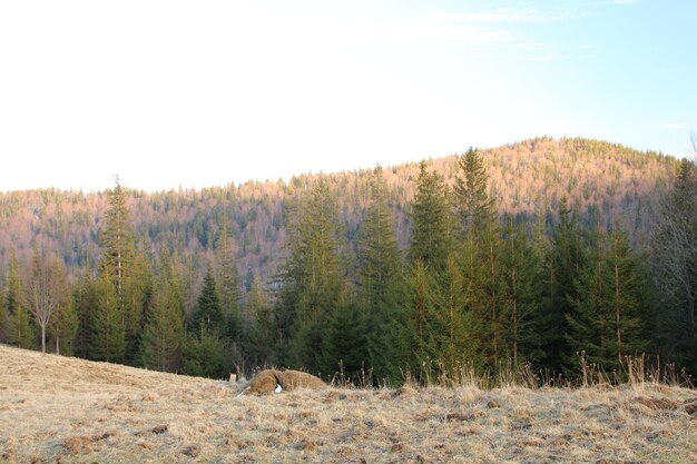 Photo a forest with a mountain in the background and a deer in the foreground