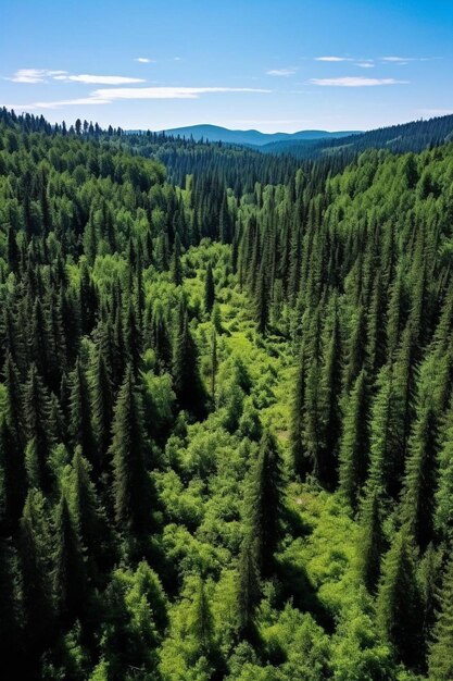 Photo a forest with a mountain in the background and a forest with trees