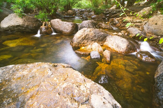 Forest with mountain river.