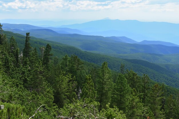 a forest with mountains in the background and a mountain in the background