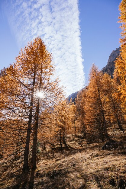 Forest with orange trees in autumn in the Alps of Italy