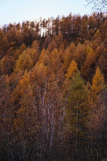 Forest with orange trees in autumn in the Alps of Italy