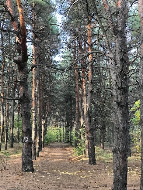 Foto una foresta con un sentiero