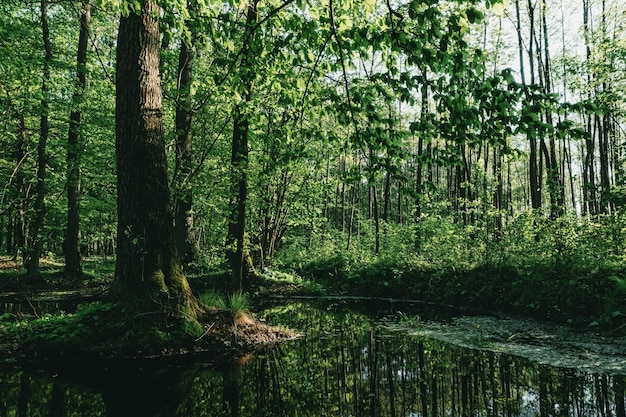 A forest with a pond and trees in the background