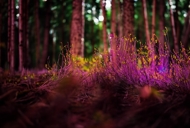 Photo a forest with purple flowers and yellow flowers.