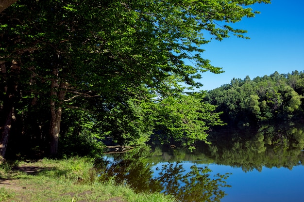 Foto foresta con fiume