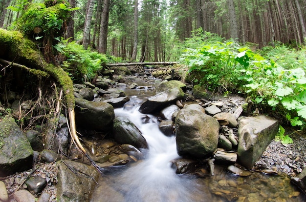 forest with river