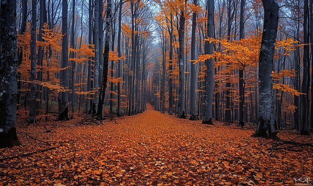 Foto una foresta con una strada che ha le foglie cadute su di essa