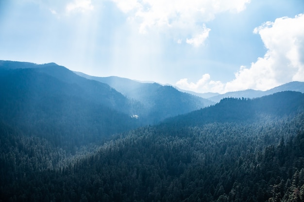 Forest with skyligth