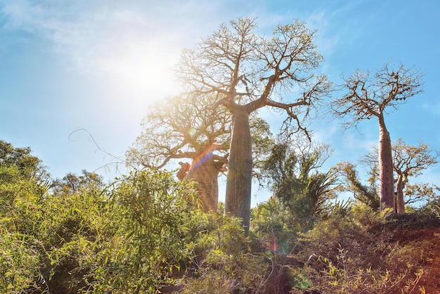 Forest with small baobab and octopus trees, bushes and grass growing on red dusty ground, strong sun backlight with lens flares.