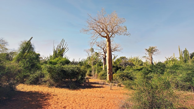 Forest with small baobab and octopus trees, bushes and grass growing on red dusty ground
