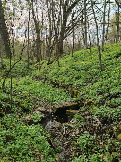 A forest with a small green plant and some small flowers on the ground.