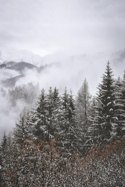 Photo a forest with snow covered mountains and trees and fog