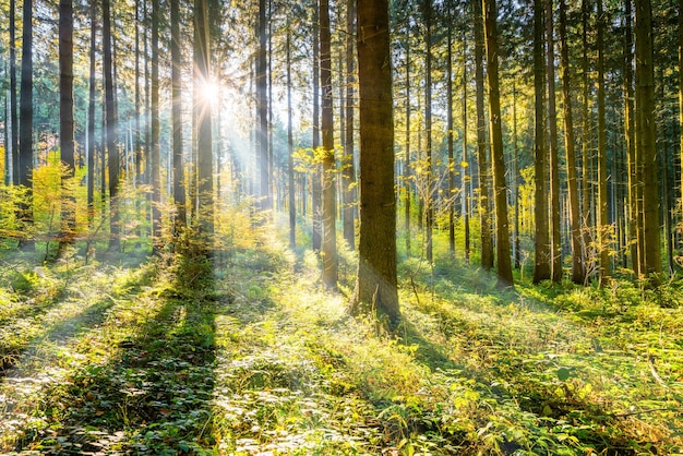 Forest with sun rays