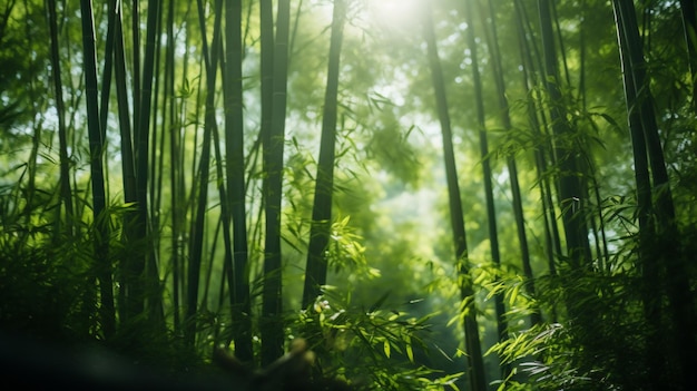 高い竹の木と緑の葉が茂る森