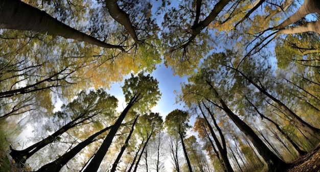 a forest with tall trees and a blue sky with a few clouds