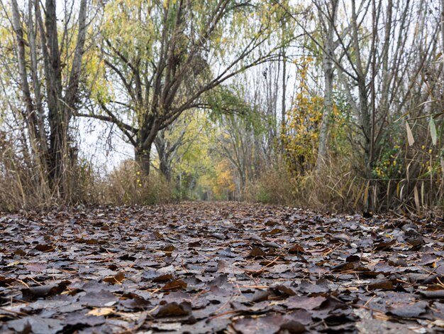 forest with tall trees and dry leaves on the ground captured during the day