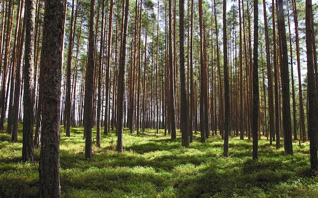 A forest with tall trees and green grass