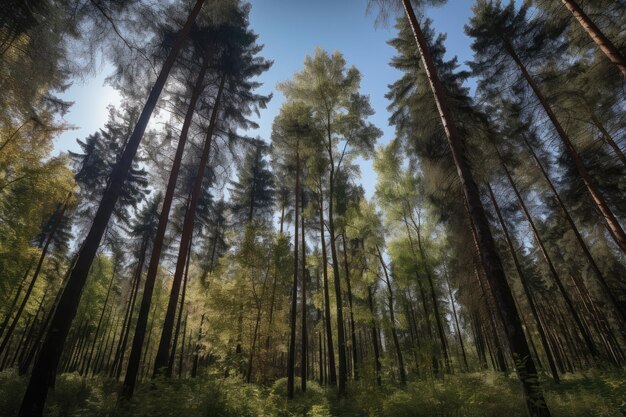 Forest with towering trees and clear blue sky created with generative ai