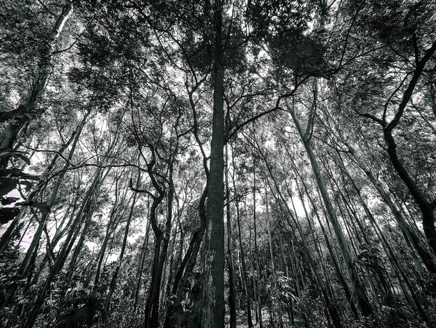 a forest with a tree in the middle of it