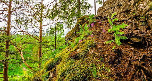 A forest with a tree and a mossy rock