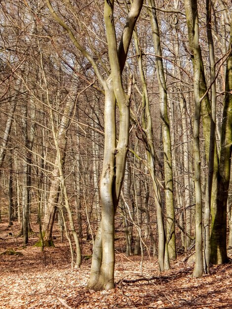 A forest with a tree trunk and a sign that says'the word'on it '