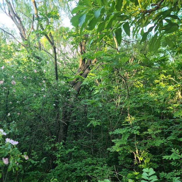 Foto una foresta con alberi e cespugli