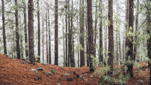 Foresta con alberi in nebbia al mattino.